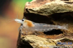 Snow Amanogarnele, Caridina multidentata "Snow"