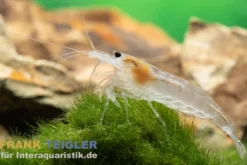 Snow Amanogarnele, Caridina multidentata "Snow"