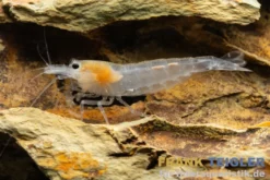 Snow Amanogarnele, Caridina multidentata