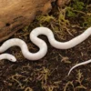 Snow-Kornnatter, Pantherophis guttatus