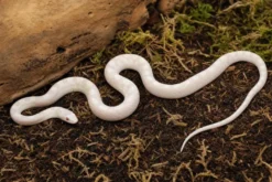 Snow-Kornnatter, Pantherophis guttatus