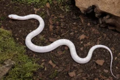Snow-Kornnatter, Pantherophis guttatus