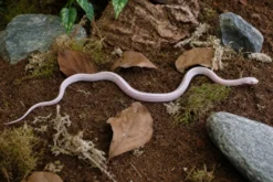 Snow-Toffee-Motley-Stripe-Kornnatter, Pantherophis guttatus