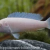 Snow White Cichlid, Pseudotropheus socolofi Snow white