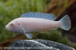 Snow White Cichlid, Pseudotropheus socolofi Snow white