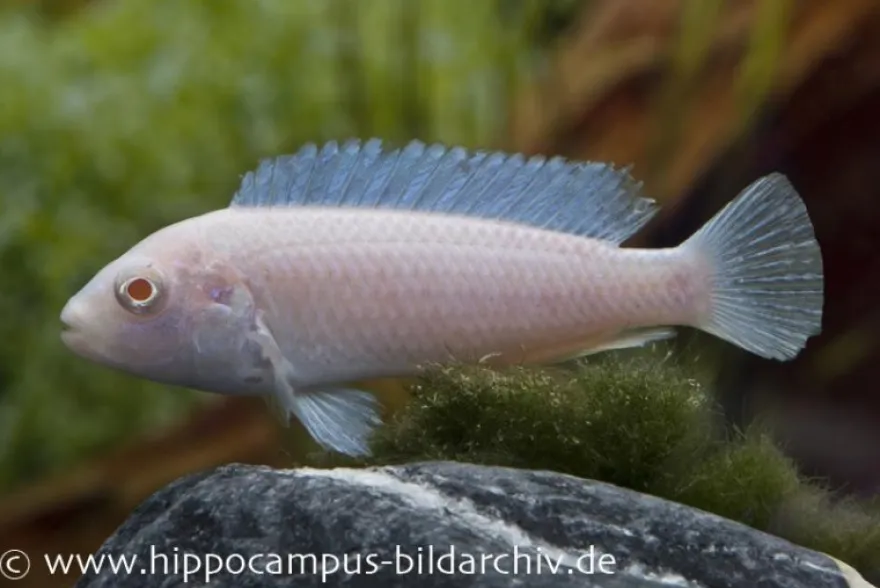 Snow White Cichlid, Pseudotropheus socolofi Snow white