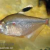 Socolofs Kirschflecksalmler, Hyphessobrycon socolofi