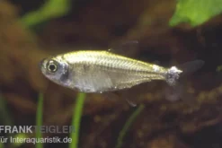 Sonnensalmler, Hyphessobrycon eos, ca. 2 cm, NZ