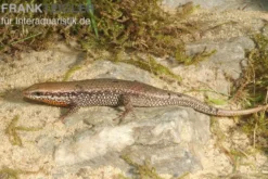 Sonnenskink, Mabuya macularia