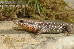 Sonnenskink, Mabuya macularia