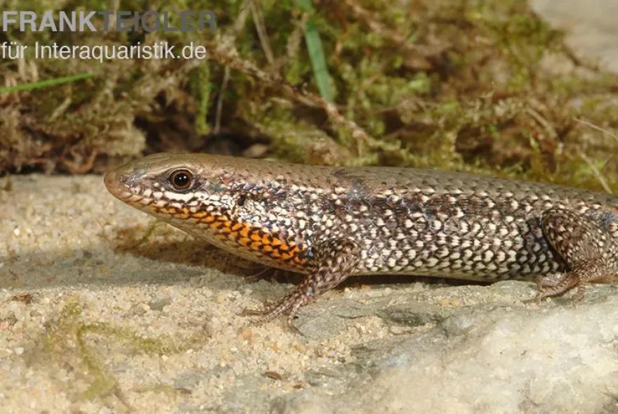 Sonnenskink, Mabuya macularia