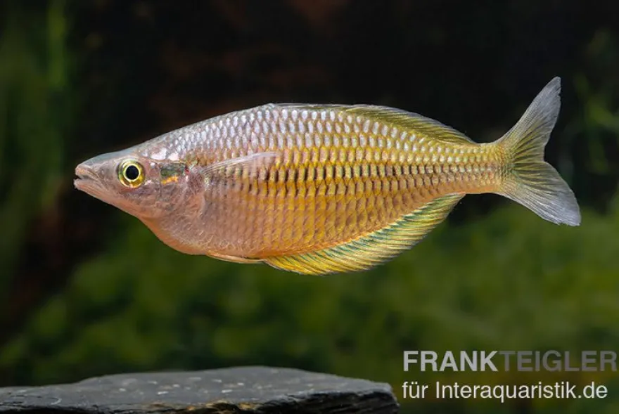 Sorong-Regenbogenfisch, Melanotaenia fredericki Wild
