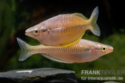 Sorong-Regenbogenfisch, Melanotaenia fredericki Wild