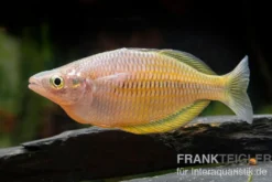 Sorong-Regenbogenfisch, Melanotaenia fredericki Wild