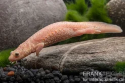Spanischer Albino-Rippenmolch, Pleurodeles waltl albino