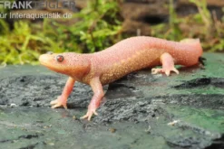 Spanischer Albino-Rippenmolch, Pleurodeles waltl albino