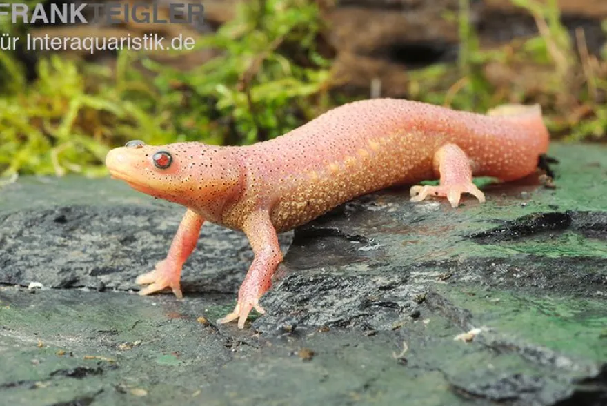 Spanischer Albino-Rippenmolch, Pleurodeles waltl albino