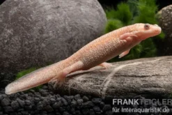 Spanischer Albino-Rippenmolch, Pleurodeles waltl albino