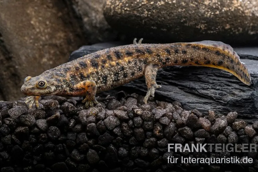 Spanischer Rippenmolch, Pleurodeles waltl