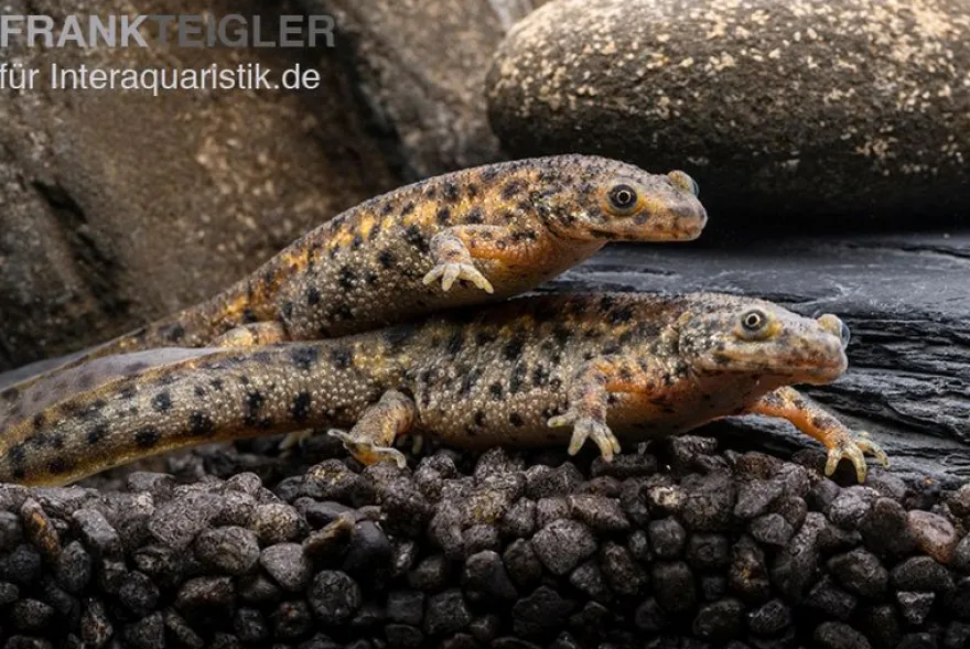 Spanischer Rippenmolch, Pleurodeles waltl