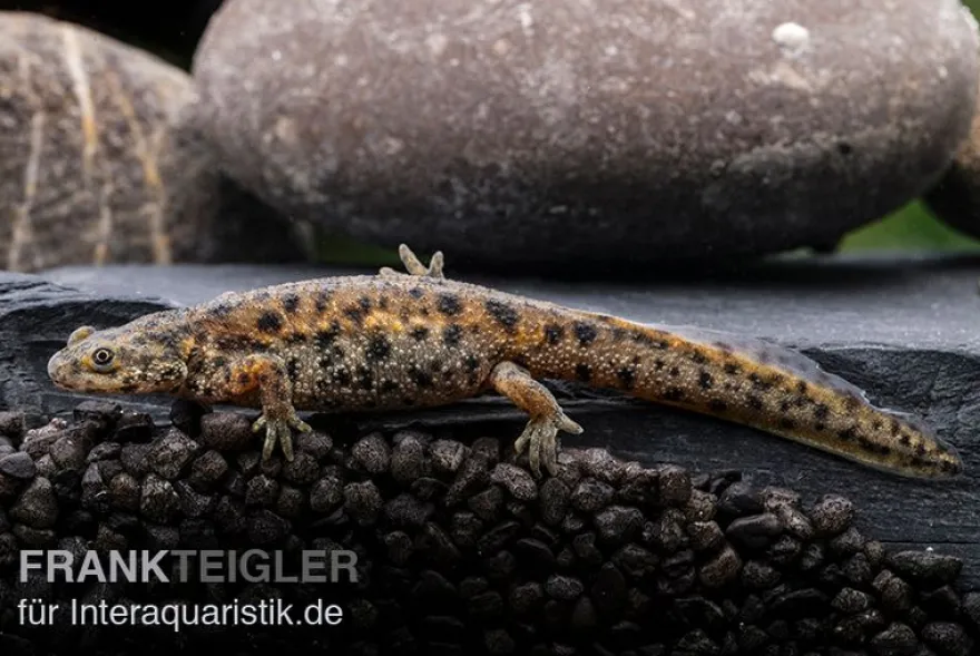 Spanischer Rippenmolch, Pleurodeles waltl