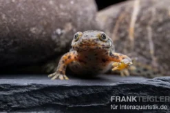 Spanischer Rippenmolch, Pleurodeles waltl