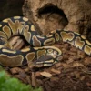 Special-Königspython, Python regius