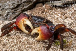 Spider Crab, Neosarmatium meinerti, Zufällig ausgewählt