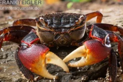 Spider Crab, Neosarmatium meinerti, Zufällig ausgewählt