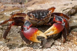Spider Crab, Neosarmatium meinerti, Zufällig ausgewählt