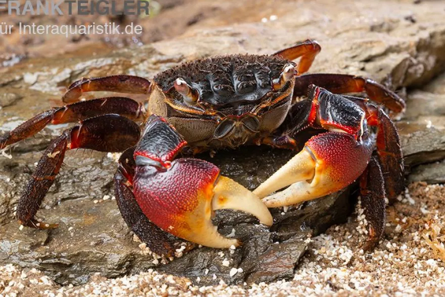 Spider Crab, Neosarmatium meinerti, Zufällig ausgewählt