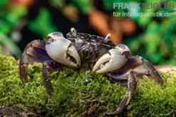 Spider Crab sp. Blue, Neosarmatium rotundifrons, Paar (1 Männchen + 1 Weibchen)