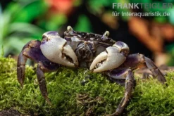 Spider Crab sp. Blue, Neosarmatium rotundifrons, Paar (1 Männchen + 1 Weibchen)