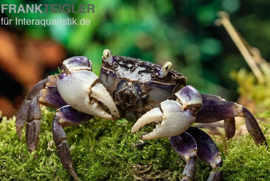 Spider Crab sp. Blue, Neosarmatium rotundifrons, Paar (1 Männchen + 1 Weibchen)