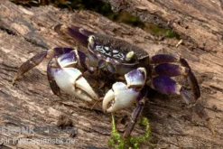 Spider Crab sp. Blue, Neosarmatium rotundifrons, Paar (1 Männchen + 1 Weibchen)