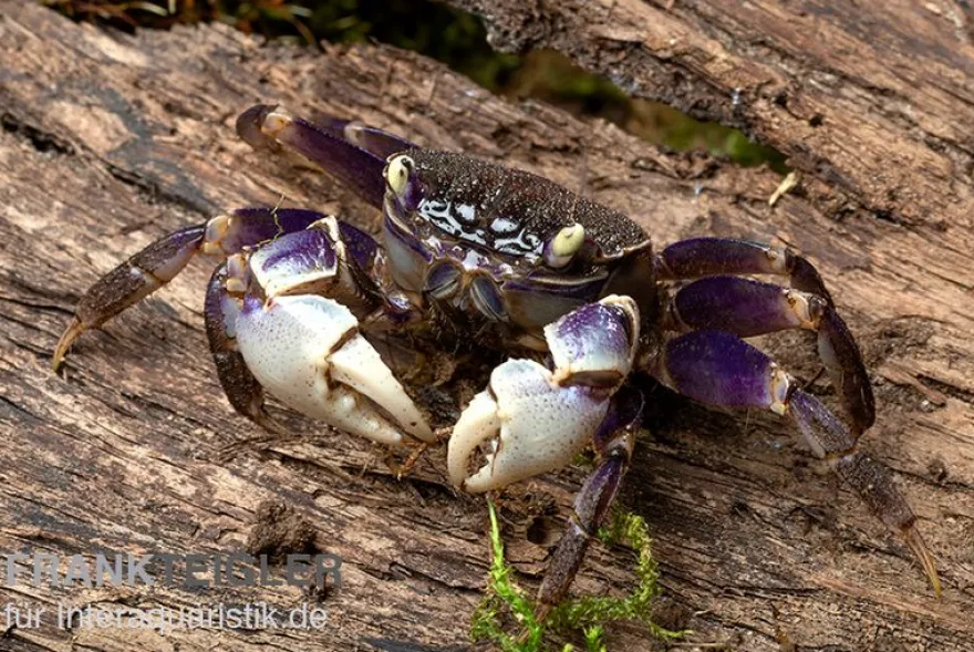 Spider Crab sp. Blue, Neosarmatium rotundifrons, Paar (1 Männchen + 1 Weibchen)