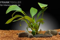 Spießblättriges Speerblatt, Anubias hastifolia, XL Topf, Mutterpflanze