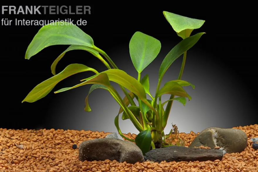 Spießblättriges Speerblatt, Anubias hastifolia, XL Topf, Mutterpflanze