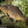 Spiegelkarpfen XL, Cyprinus carpio