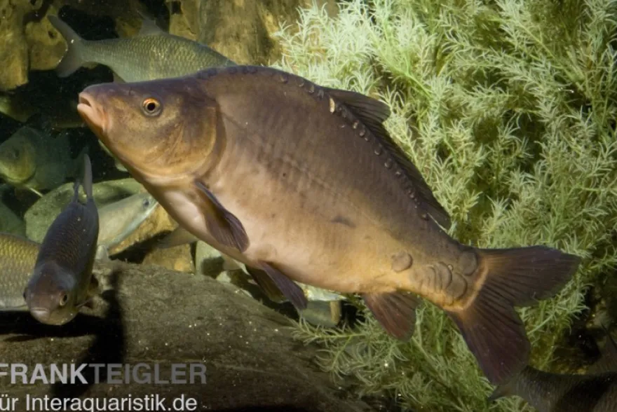 Spiegelkarpfen XL, Cyprinus carpio
