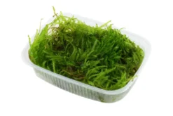 Spiky-Moos, Taxiphyllum spiky, im 250 ml Becher