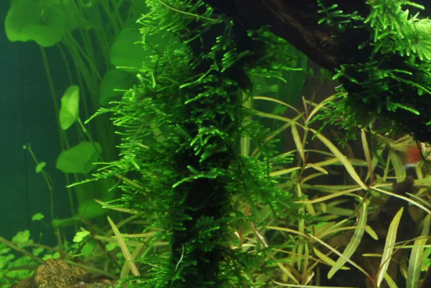 Spiky-Moos, Taxiphyllum spiky, im 250 ml Becher