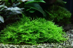 Spiky-Moos, Taxiphyllum spiky, In Vitro