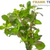 Spitzblättrige Ludwigie, Ludwigia arcuata, Bund