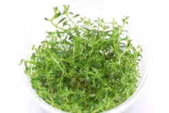 Spitzblättrige Ludwigie, Ludwigia arcuata, In Vitro
