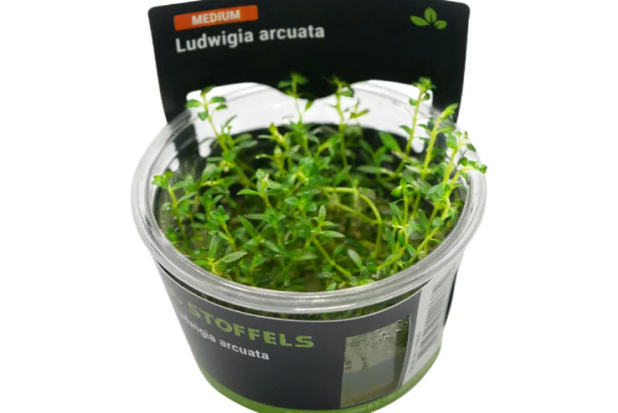 Spitzblättrige Ludwigie, Ludwigia arcuata, In Vitro
