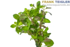 Spitzblättrige Ludwigie, Ludwigia arcuata, im Topf