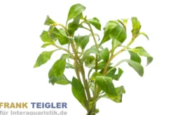 Spitzblättrige Ludwigie, Ludwigia arcuata, im Topf