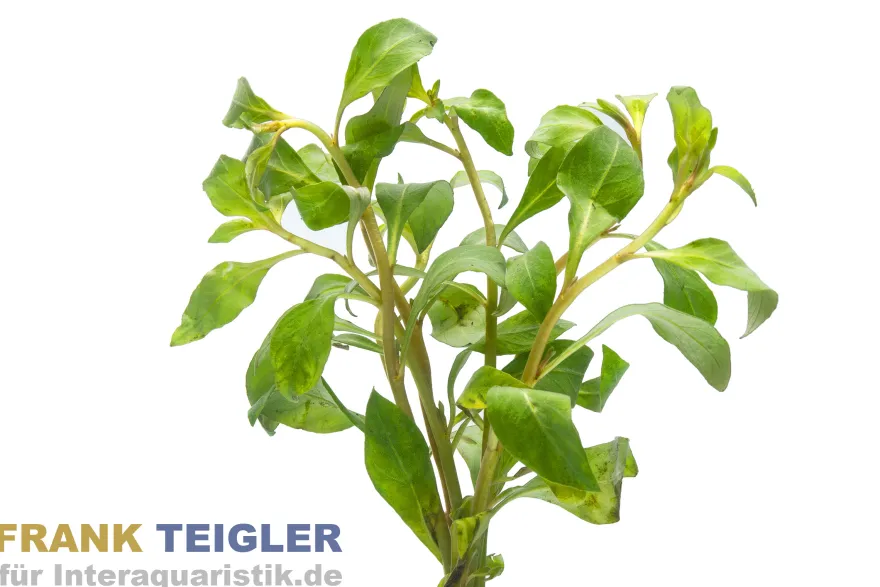 Spitzblättrige Ludwigie, Ludwigia arcuata, im Topf