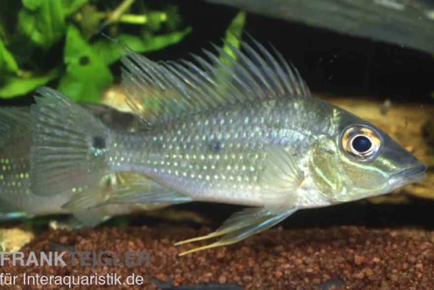 Spitzkopf-Erdfresser, Satanoperca acuticeps